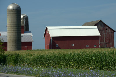Summer Crop and Barn w flowers