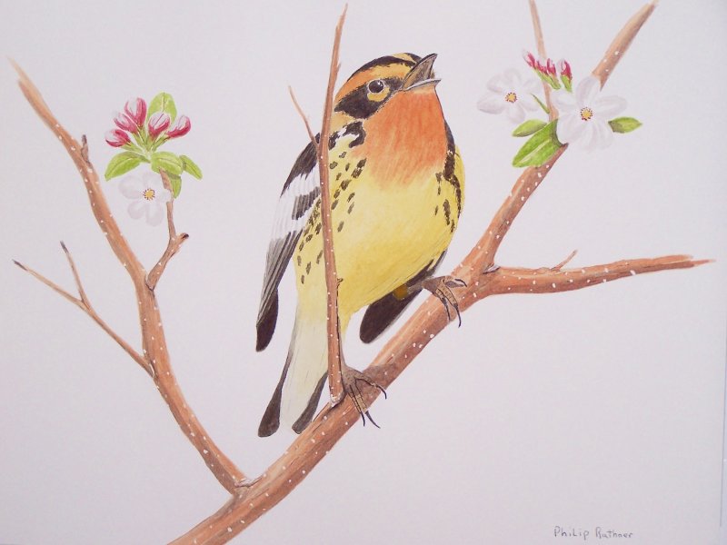 Blackburnian Warbler