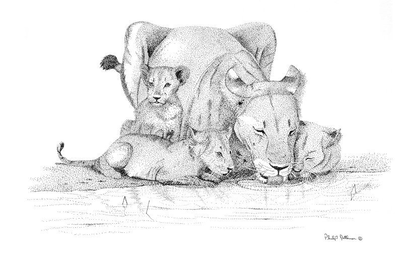 The Big Thirst (Lioness And Her Cubs)