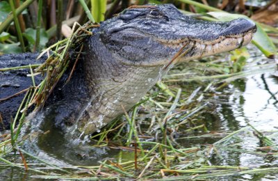 gator