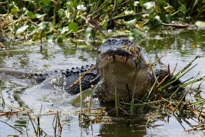 Gator