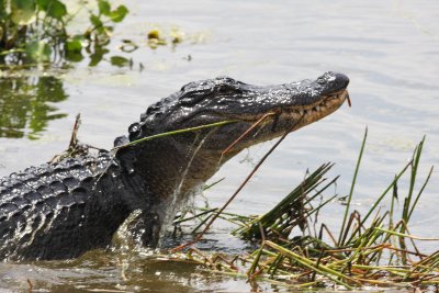Gator