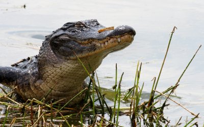 Gator