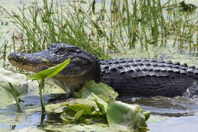 Gator