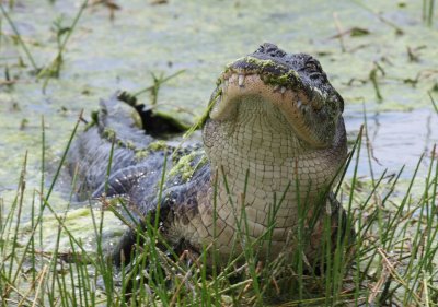 Gator