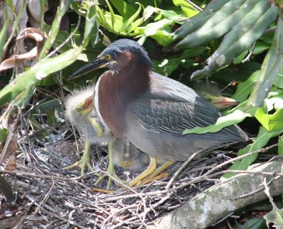 Green Herons