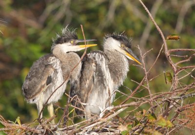 Great Blue Heron  chicks