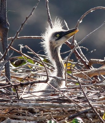 Great Blue Heron  chick
