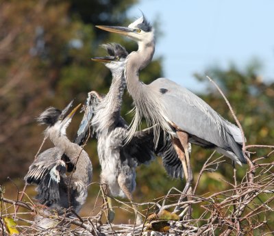Great Blue Herons I'm king of this nest