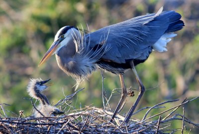 Great Blue Herons