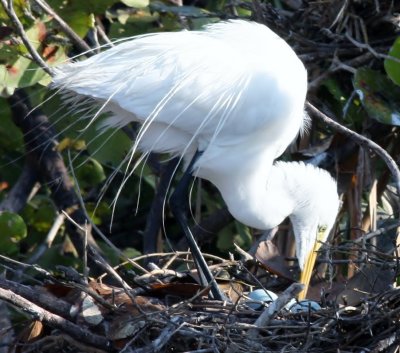 Great Egret (Checking The Eggs)