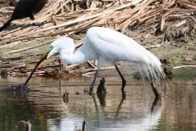 Great Egrets (I need this branch)