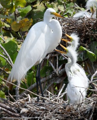 Great Egrets We're hungry