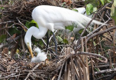 Great Egret (First Born)