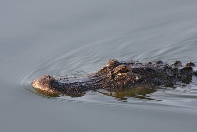 Gator