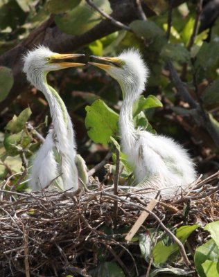 Great Egrets Twins