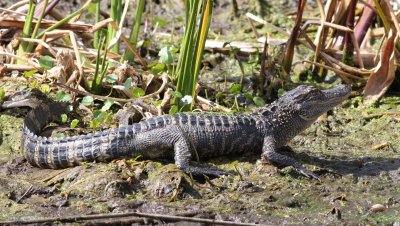Gator Baby