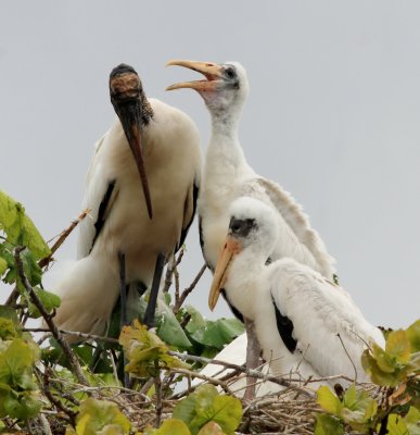  Wood Storks 