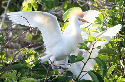 Cattle Egret  Morning Light