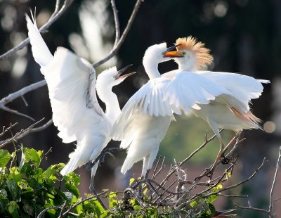 Cattle Egrets (Feeding Time)
