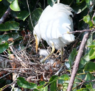 Cattle Egret (Taking Care Of  Her Chick)