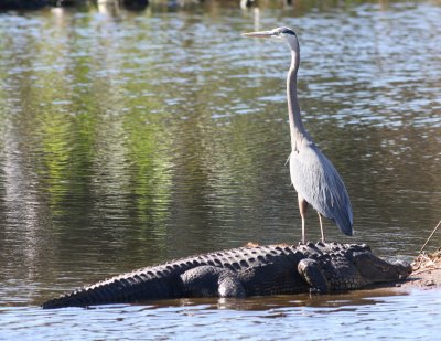 Gators On The Hunt