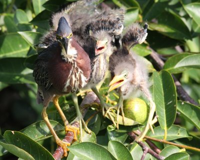 Angry Birds