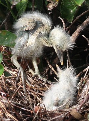 Cattle Egrets