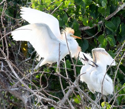 Cattle Egrets Hungry Chicks