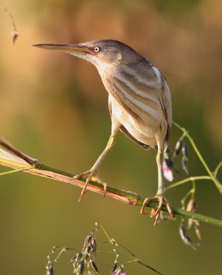 Least Bittern With Chicks