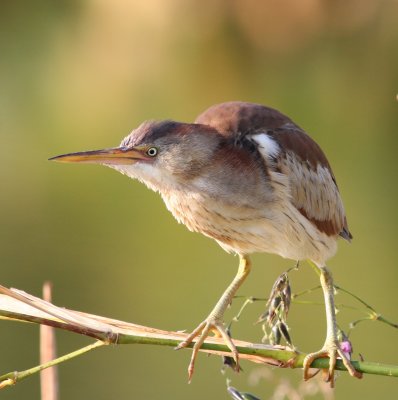 Least Bittern