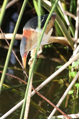 Least Bittern Building A Nest