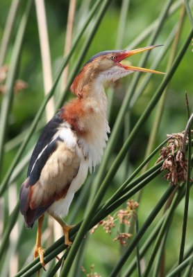 Least Bittern