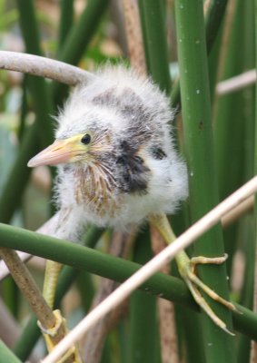 Least Bittern Chick