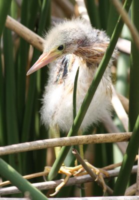 Least Bittern Chick