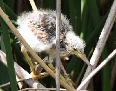 Least Bittern With Chicks