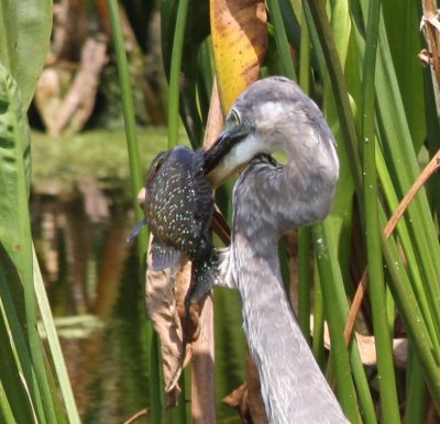 Great Blue Heron  Got One