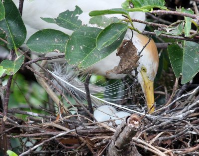 Cattle Egret Turning The Eggs