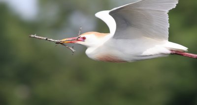 Cattle Egrets On The Nest