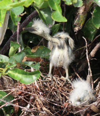 Cattle Egrets