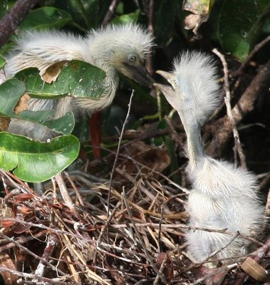 Cattle Egrets