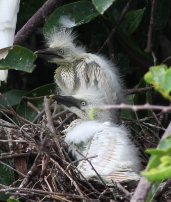 Cattle Egrets On The Nest