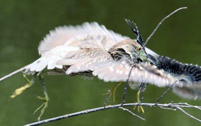 Black Crowned Night Heron flies off carrying the fledgling!