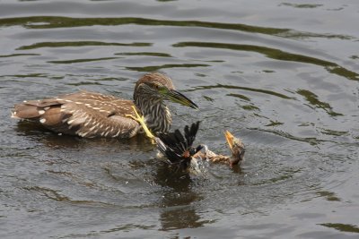 Black Crowned Night Heron and Green Heron fledgling!