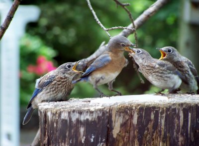 Blue Birds Its Dinner Time