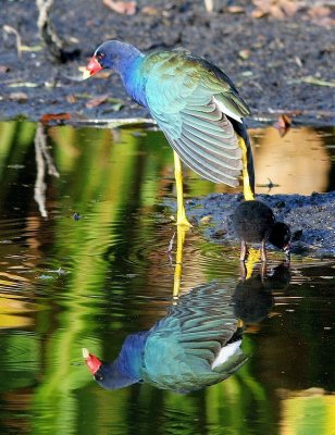 Purple Gallinule (With Its Chick)
