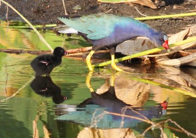 Purple Gallinule (With Its Chick)