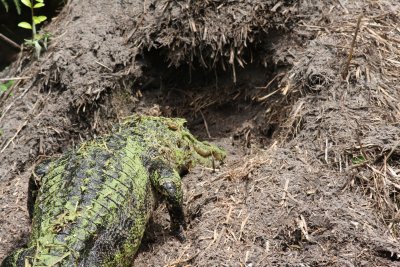 Female Gator Helping Her Young Hatch!