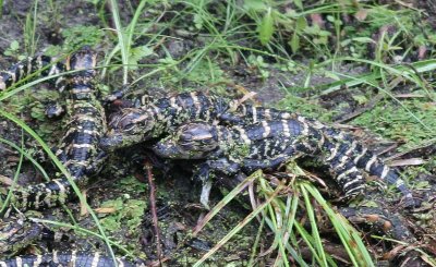 Baby Gators Just Hatched