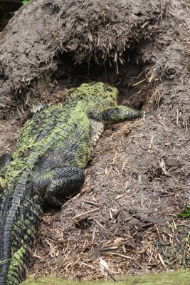 Female Gator In Her Nest